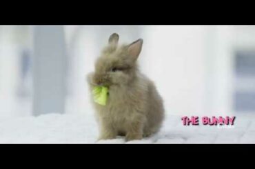 Cute adorable bunny eating lettuce fast - 4k