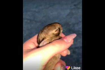 Omg cute lol bunny on street🐇