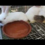 CUTE BABY RABBITS AND GARDEN