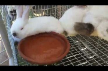 CUTE BABY RABBITS AND GARDEN