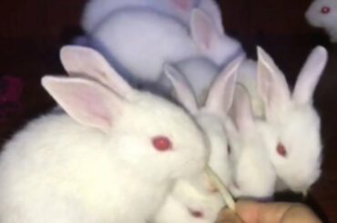 CUTE BABY BUNNIES♥️