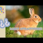 Funny Baby Bunny Rabbit Video Compilation - Cute Rabbit