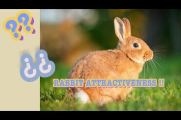 Funny Baby Bunny Rabbit Video Compilation - Cute Rabbit