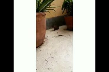 A Wild Baby Rabbit Playing In Our Home/A Baby Hare Found In Our Garden/Baby Rabbit Playing