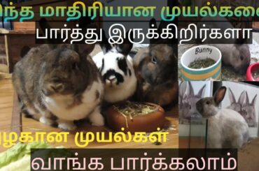 Bunny Rabbit videos in tamil |beautiful Rabbits eating food videos | cute bunny in Srilankan Animals