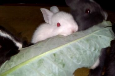 baby bunnies eating cauliflower leaf