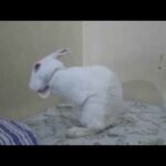 Cute Rabbit Cleaning its face