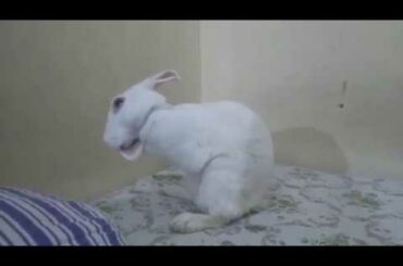 Cute Rabbit Cleaning its face