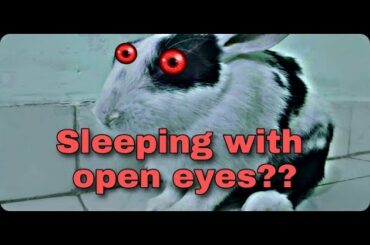 4 minutes of doing nothing || Rabbit in cryosleep??