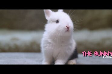 Truffle Bunny - so adorable so cute - 4k