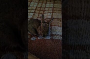 Baby bunny wild