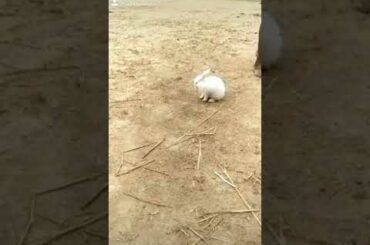 Cute rabbit