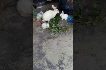 1st time eating grass rabbit's baby...so cute