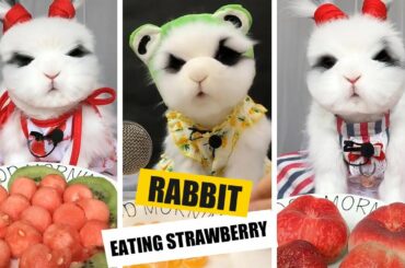 RABBIT EATING FOOD | CUTEST RABBIT EATING BANANA ASMR