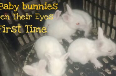 baby rabbits open their eyes for the first time