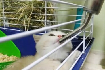 Baby Cats  –  Coco kitten came to visit the Neytiri bunny   Soo funny Soo cute