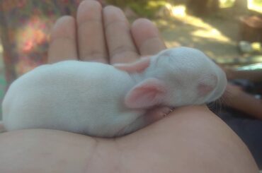 New born baby rabbit cuddling on my hand.
