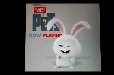 Snowball the Dangerously Cute Bunny!🐇