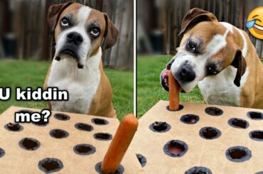 Blind Dog Tries Wiener Challenge 🌭😂Hot Dog Challenge [CUTEST VIDEO EVER!]