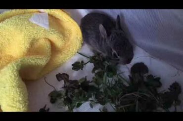Raising Baby Wild Bunnies