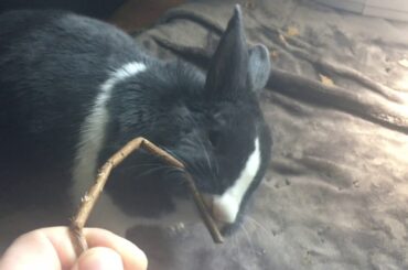 Cute Bunny Gets Bored Playing With Her Toys