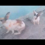 Funny Baby Bunny Rabbit Videos   Cute Rabbits 2020