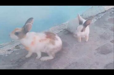 Funny Baby Bunny Rabbit Videos   Cute Rabbits 2020
