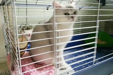 Cute Cats  –  Cats Betty and Coco evicted Neytiri bunny from her apartment 😂 So Funny