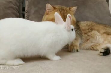 Cute Cats  –  Cat William and Bunny Neytiri   DNA test 0 00% ❗😂