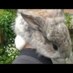 German Brown Angora | Cute Rabbit video