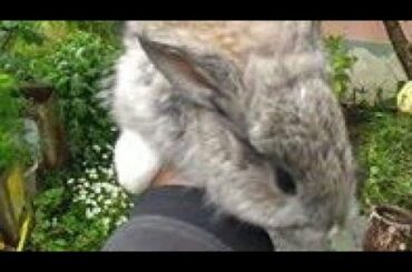 German Brown Angora | Cute Rabbit video