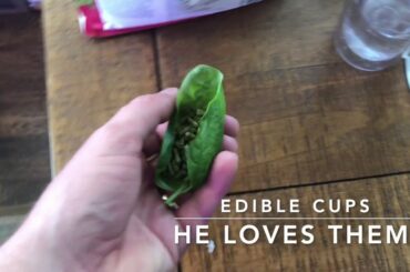 Cute Bunny Gary Explores New Home