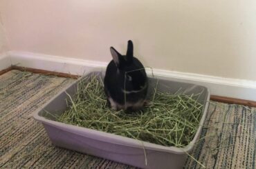 Cute Bunny Explores Maze