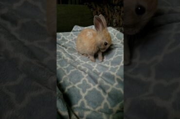 Cute Bunny Cleaning its Paws