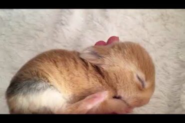 Cutest Baby bunny Rabbit