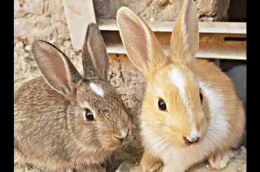 khargosh Ke Bache | Rabbit baby bunnies – Cute Rabbit Videos - Funny Bunny Rabbits