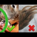 How to Trim your rabbit nails | Bakit mahalaga ??