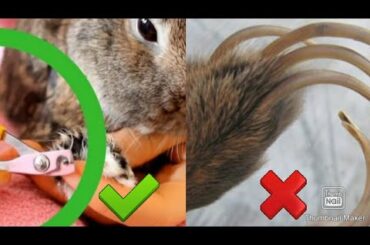 How to Trim your rabbit nails | Bakit mahalaga ??