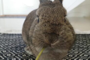 Cute rabbit eating a flower //trash post// turn your volume up!