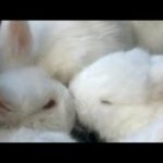 Adorable White rabbit | Cute Rabbit Eating video
