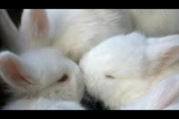 Adorable White rabbit | Cute Rabbit Eating video