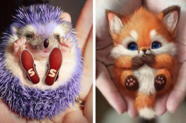 Cute baby animals Videos Compilation cutest moment of the animals - Soo Cute! #21