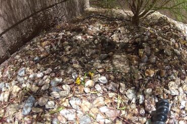 05 - 2020 May ~ Backyard Bunnies