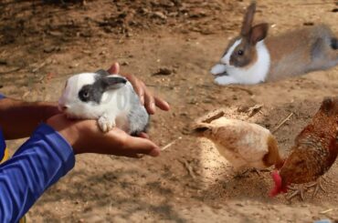 Rabbit babies Beautiful rabbits rabbit born babies baby bunnies chicken pair 13M Official