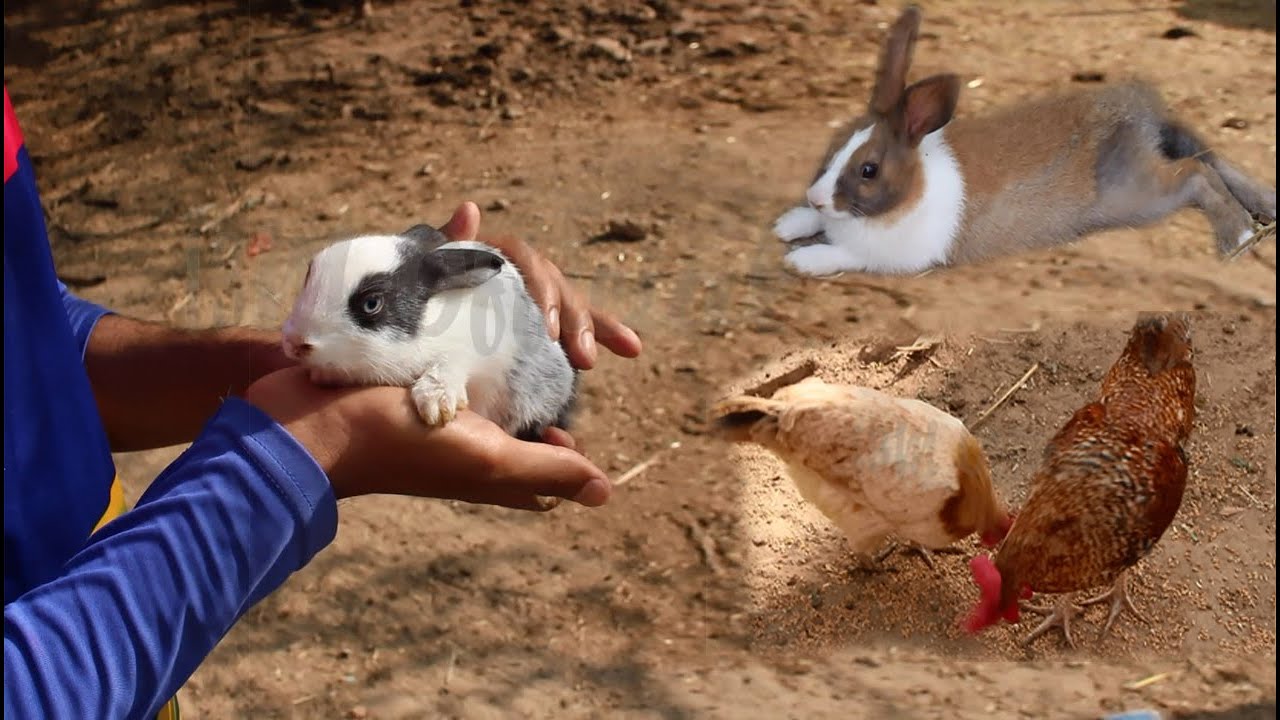 Rabbit babies Beautiful rabbits rabbit born babies baby bunnies chicken pair 13M Official Rabbit babies Beautiful rabbits rabbit born babies baby bunnies chicken pair 13M Official