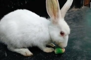 Rabbit Eating Java Apple ASMR || Cute Little Bunny Eating Green Water Apple || Rabbit Eating ASMR