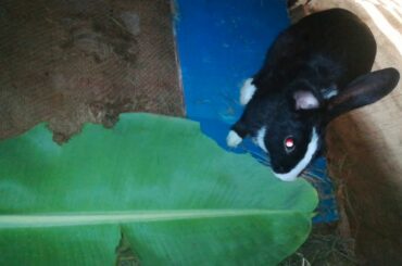 feeding banana leaf