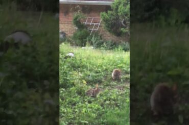 Cute Bunny Rabbits hopping around