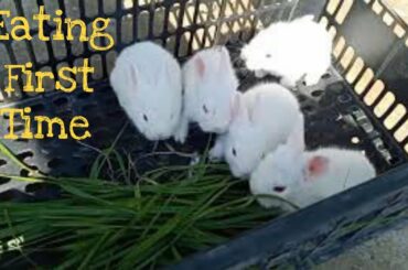 Baby rabbits eating for the first time