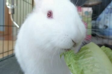 Bunny eatting veggies. So therapeutic to watch. Try not to laugh.